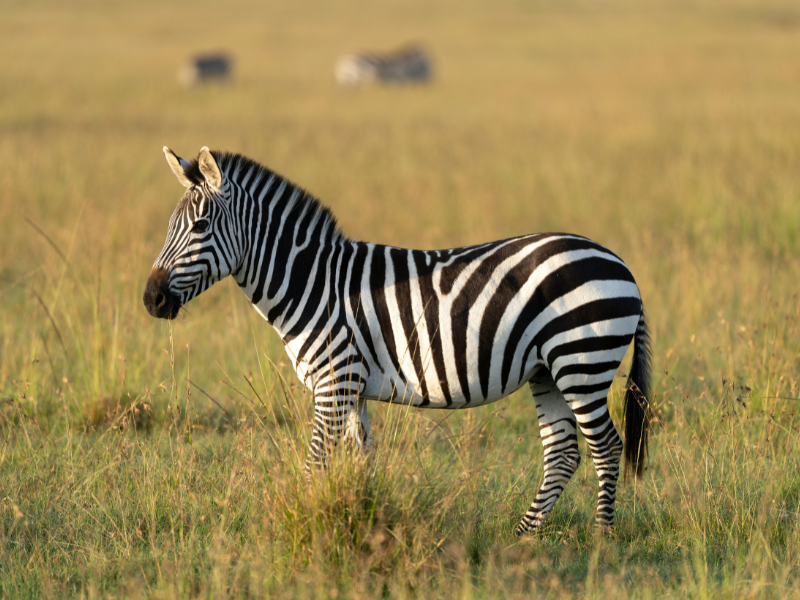 KRUGER SAFARI ADVENTURE + pre night included — 7